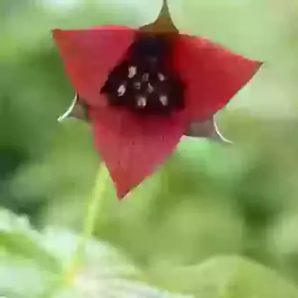 Erectum